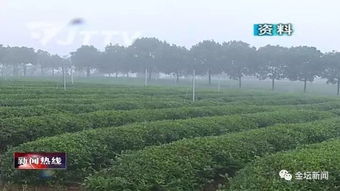 金坛誓夺国家级荣誉 以“舌尖安全”为笔，书写食用农产品监管新篇章