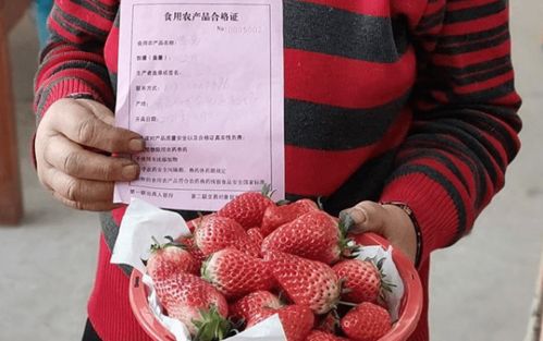全国已开具2.2亿张食用农产品合格证 保障食品安全的坚实步伐